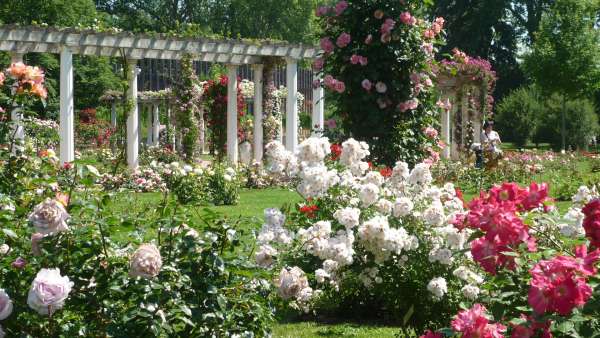 La Roseraie internationale du Parc de la Tête d'Or ©Ville de Lyon